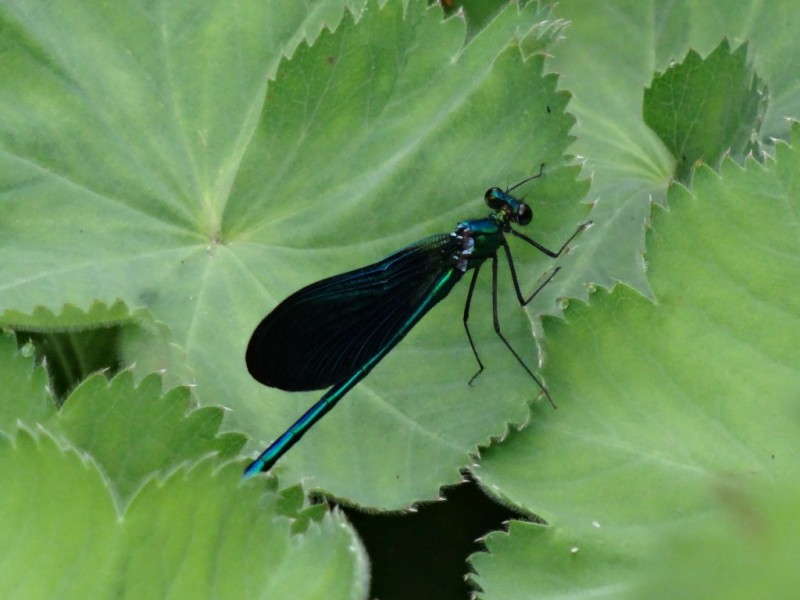 DSC03205.JPG