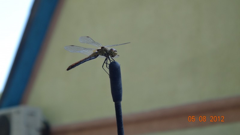DSC03396.JPG